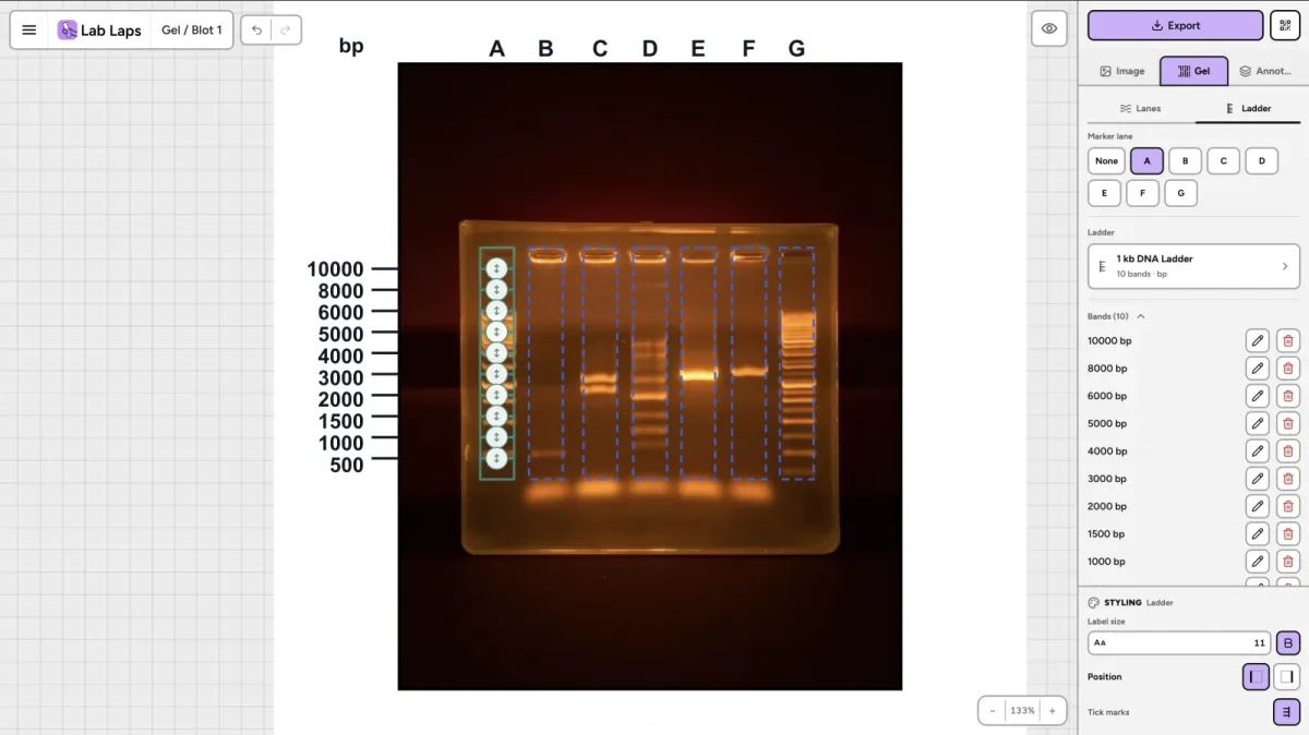 Gel de agarosa rotulado con letras de carril y un eje de marcador de ADN de 1 kb en la herramienta Gel / Blot de Lab Laps